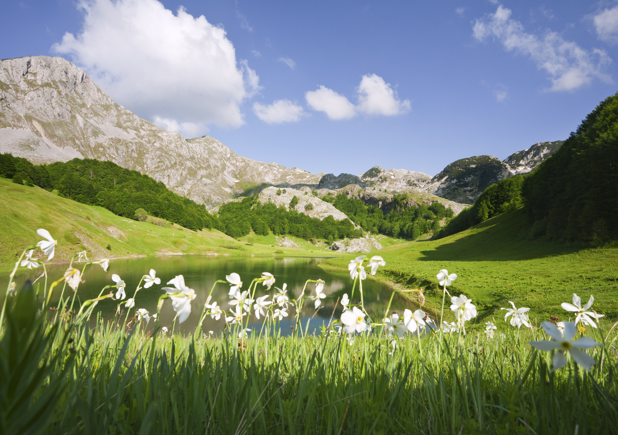 White wildflowers beside a mountain lake beneath rocky peaks in Sutjeska National Park